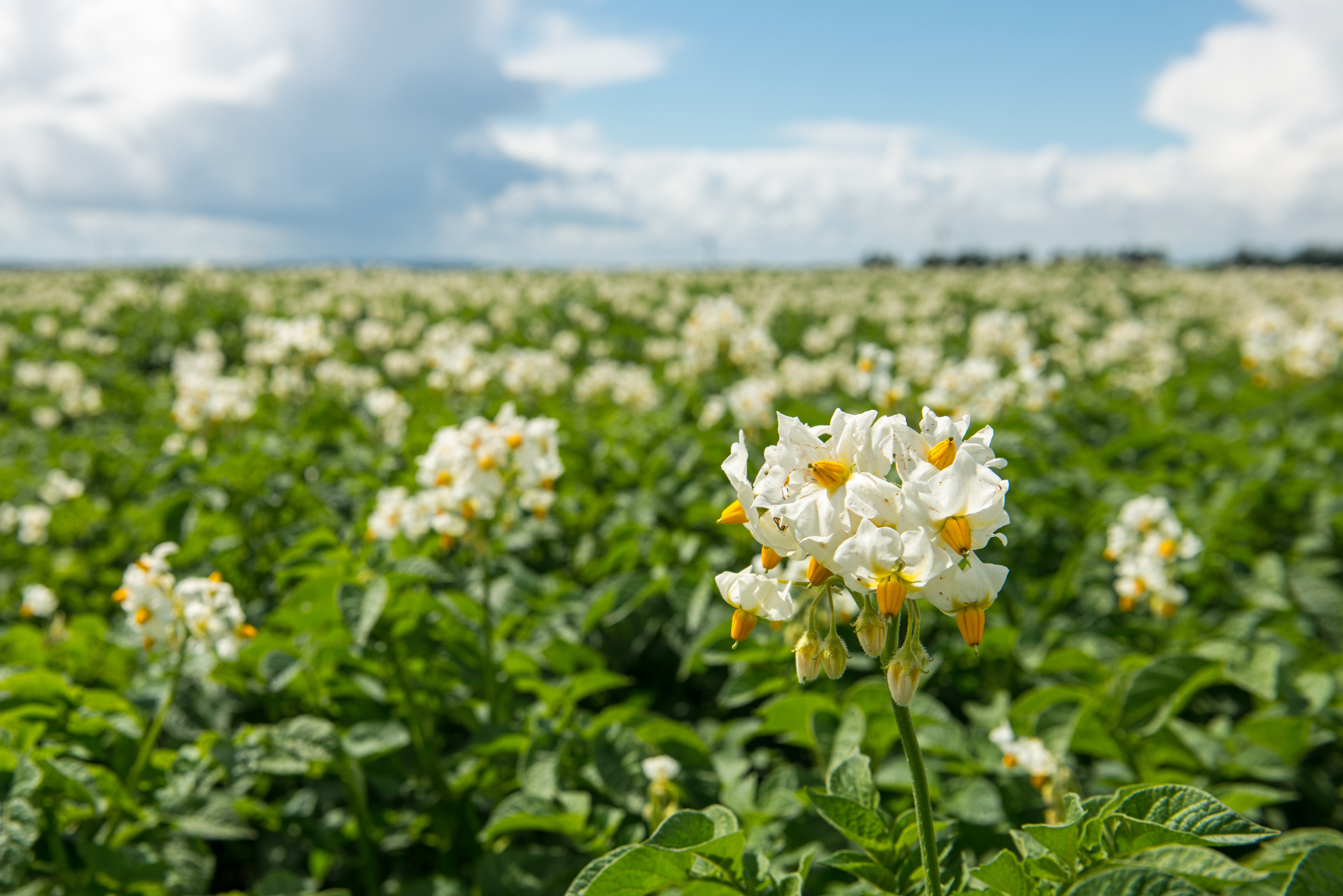 KartoffelNyt nr. 16, 2022