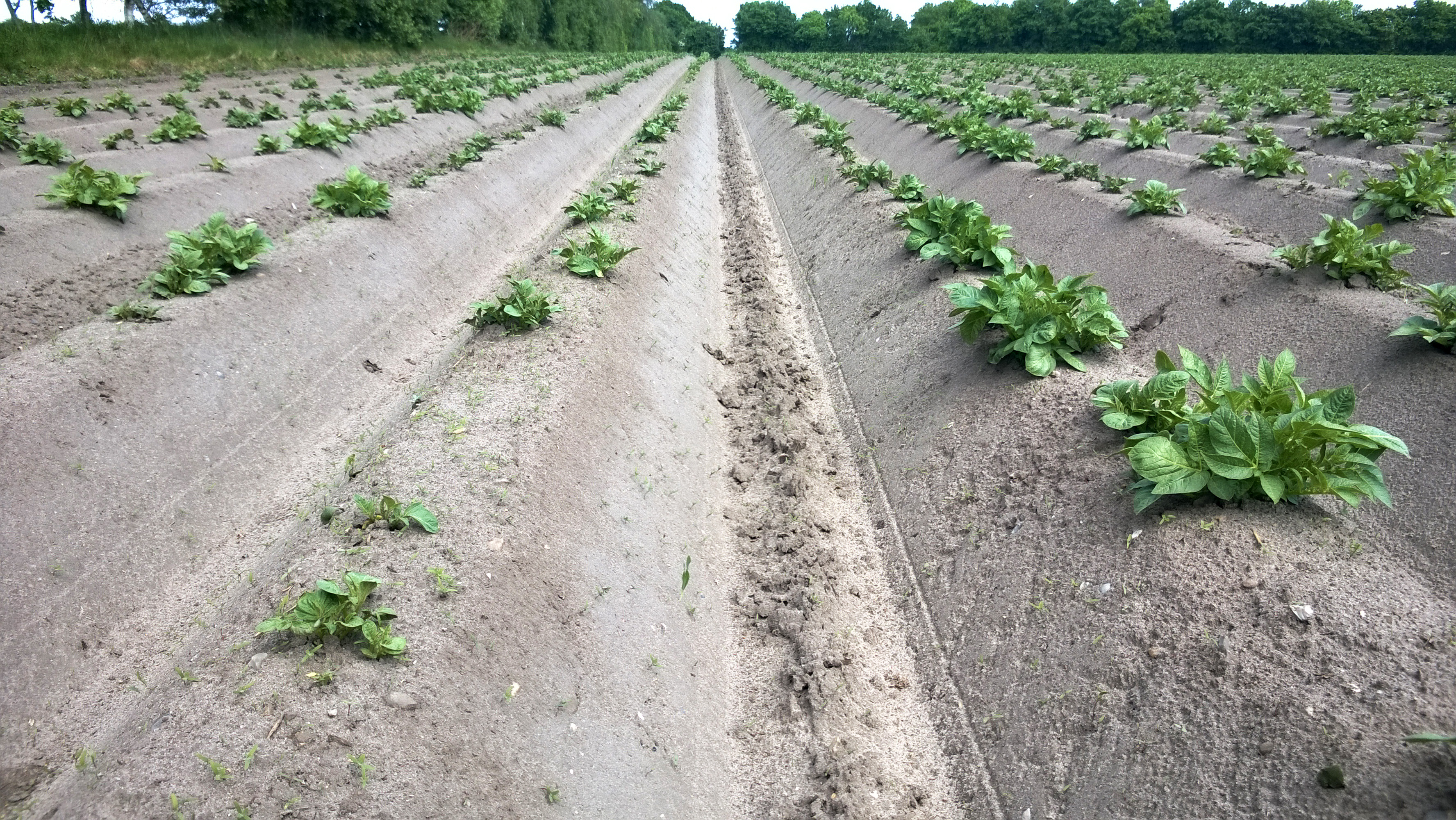 KartoffelNyt nr. 11, 2022