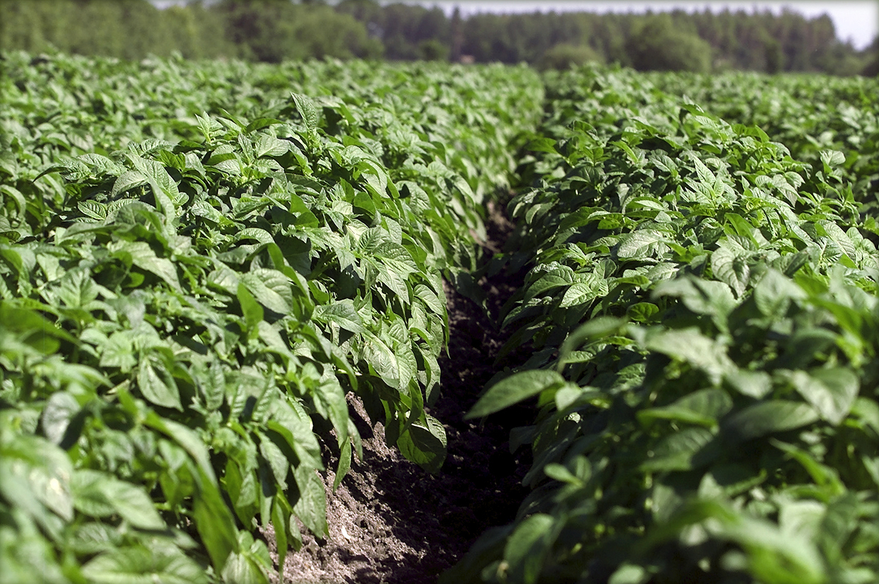 KartoffelNyt nr. 14, 2022