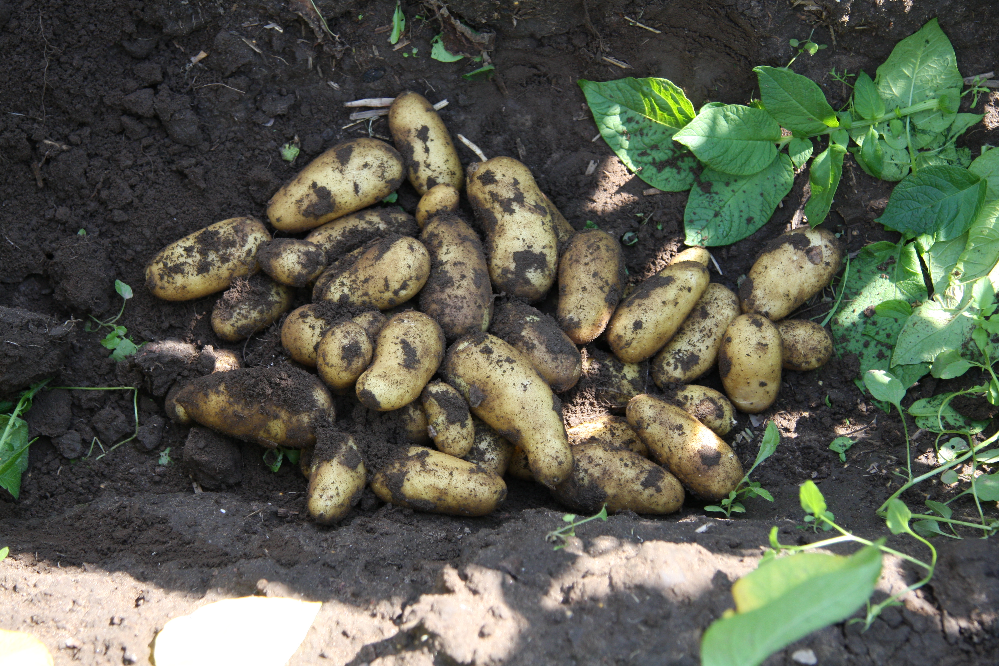 KartoffelNyt nr. 26, 2022