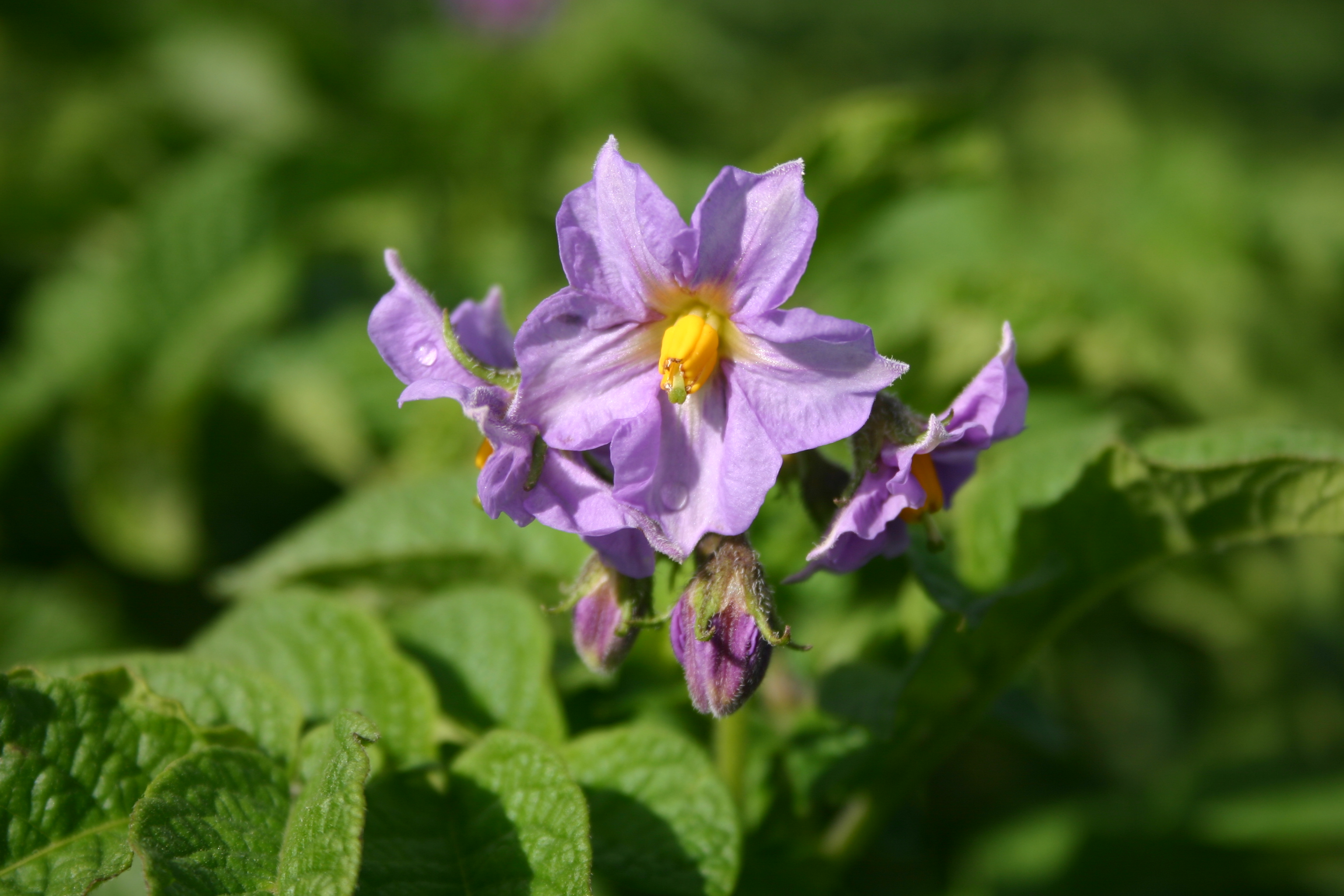 KartoffelNyt nr. 23, 2017