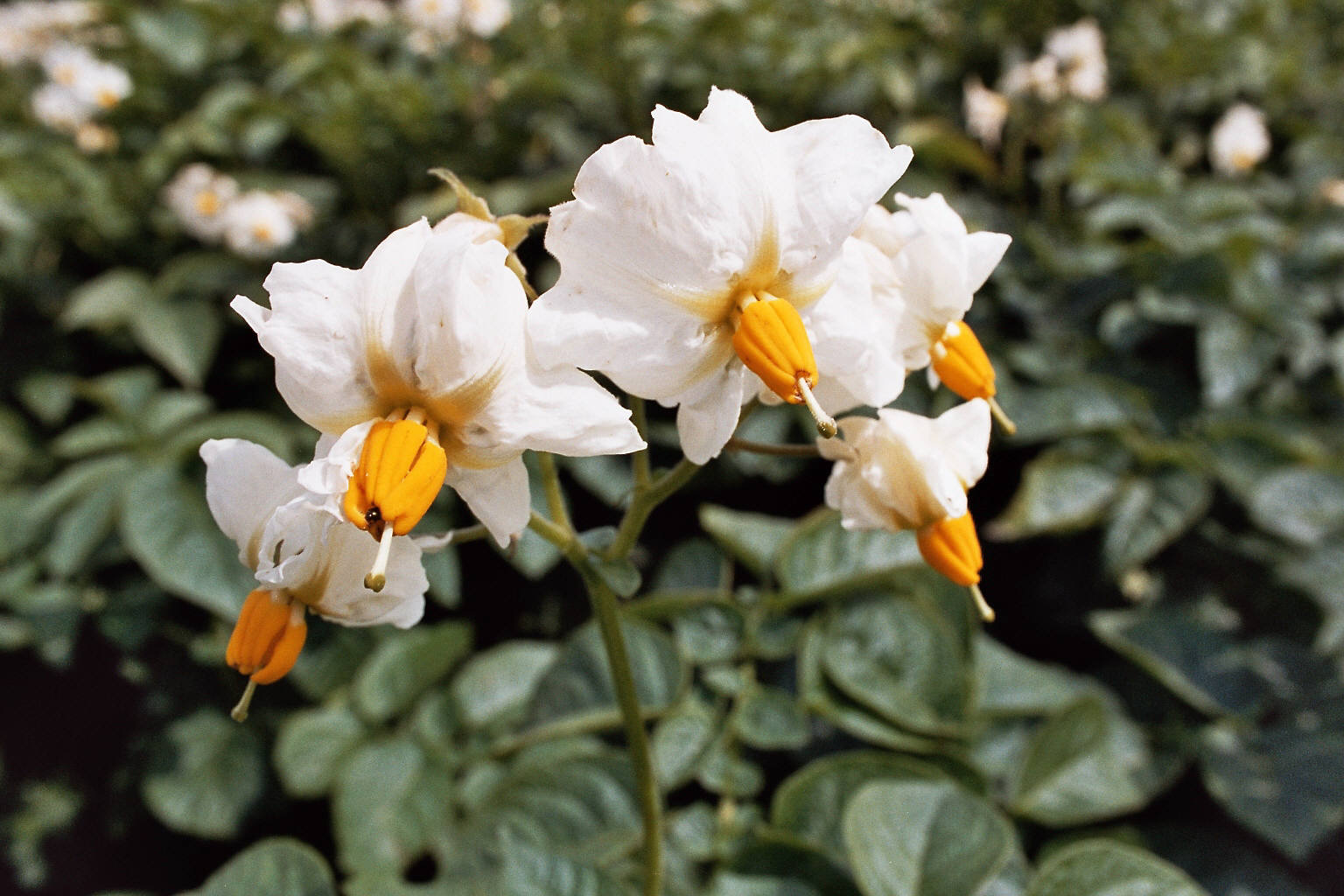 KartoffelNyt nr. 23, 2021