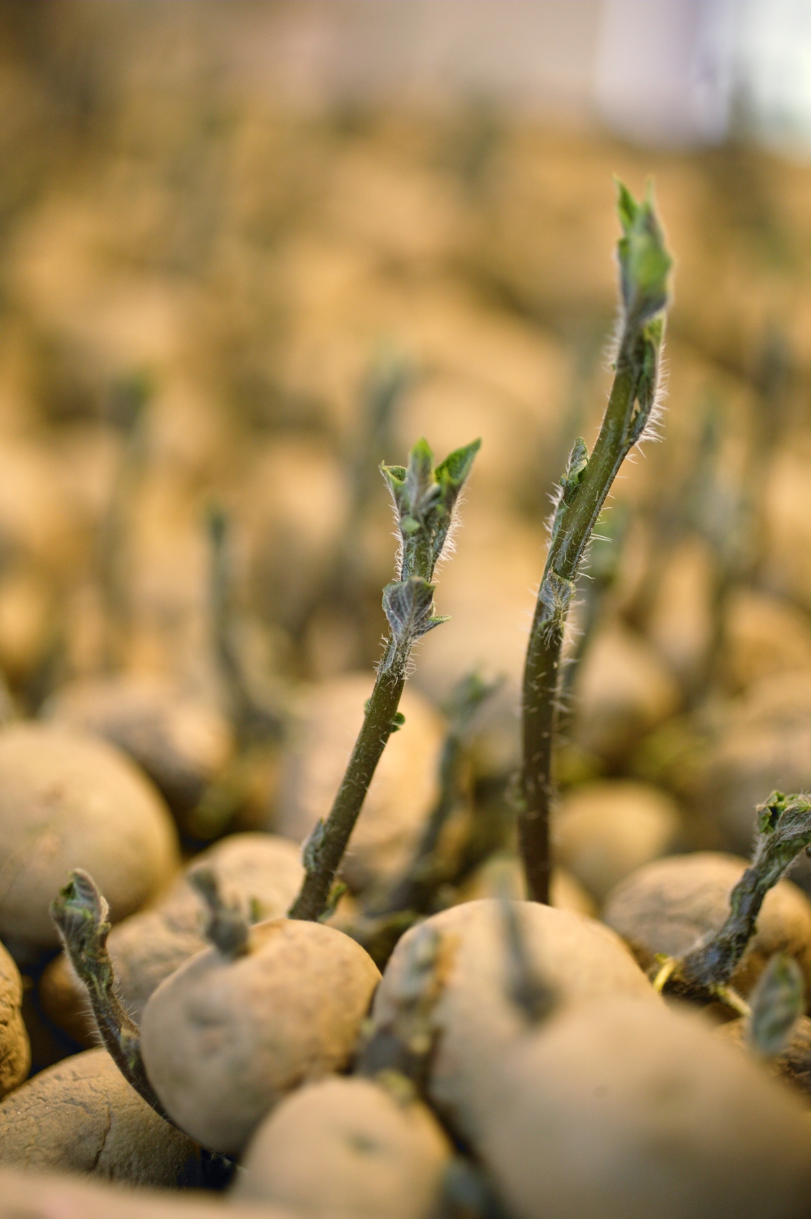 KartoffelNyt nr. 6, 2022