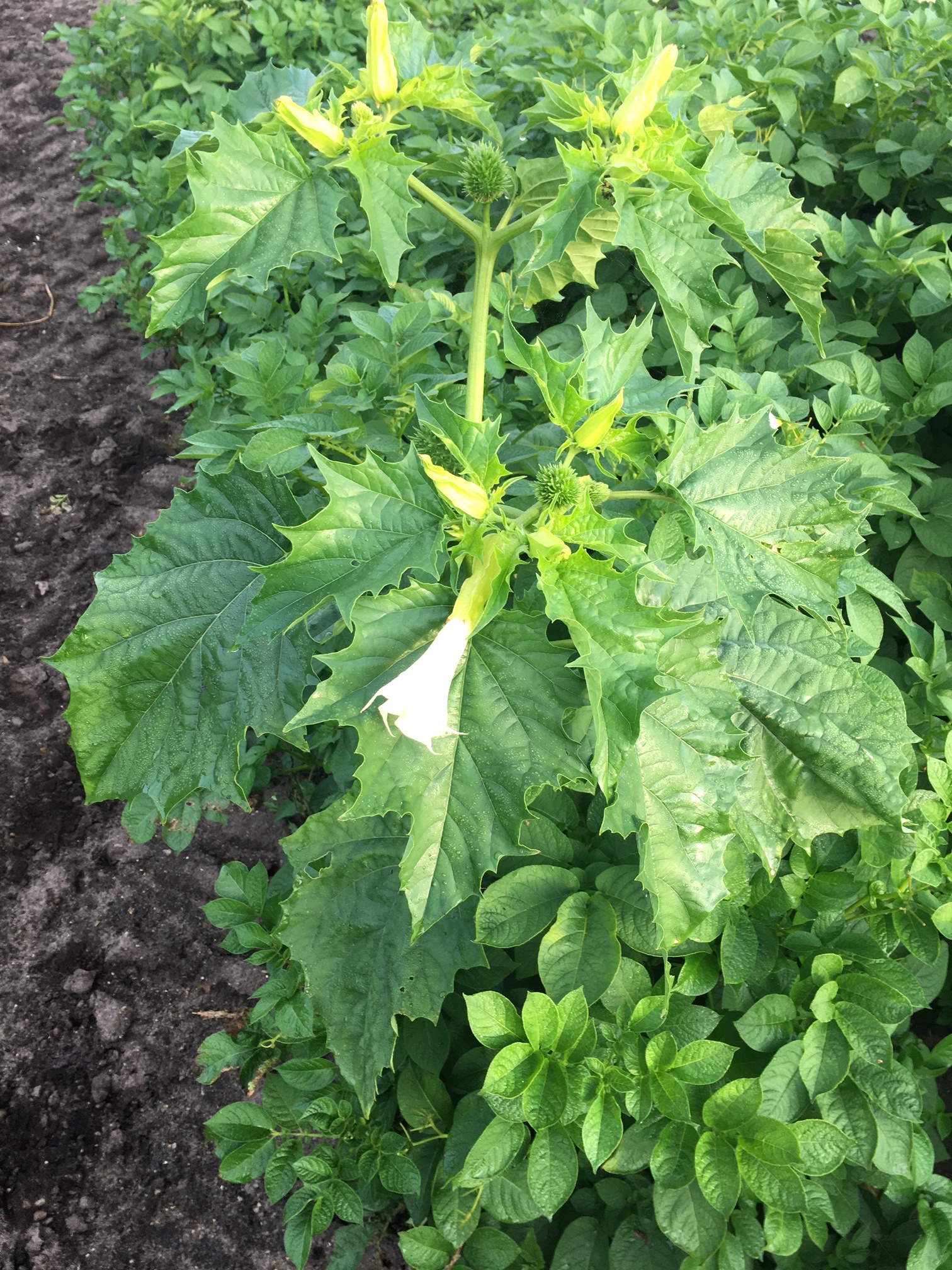 KartoffelNyt nr. 25, 2017